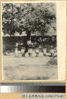 藏品(國父幼時手植之樹)的圖片